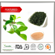 Melhor tipo natural do extrato do chá verde habilitado com ácidos aminados da cafeína dos polifenóis do chá